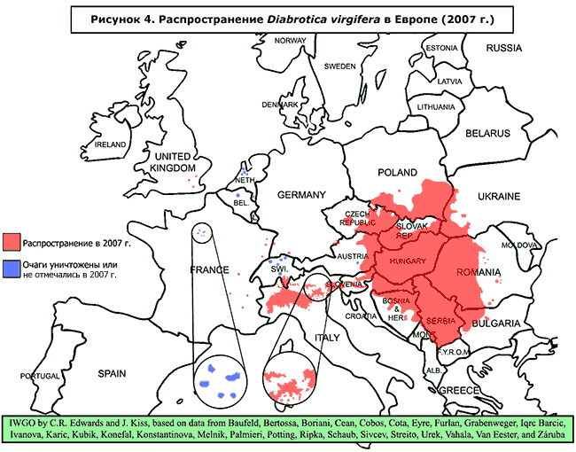 Карта распространения западного кукурузного корневого жука диабротики Diabrotica virgifera virgifera в Европе в 2007 г.