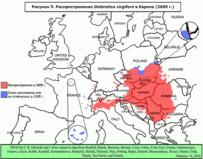 Карта распространения западного кукурузного корневого жука диабротики Diabrotica virgifera virgifera в Европе в 2009 г.