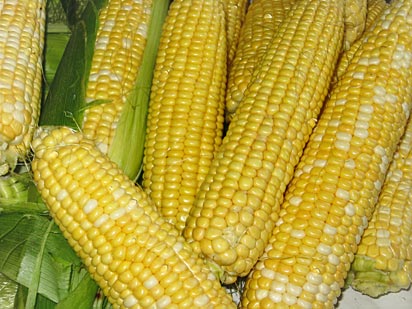 Початки сахарной (сладкой, овощной) кукурузы (гибриды Кубанский сахарный 210 и Кубанский биколор) в фазе технической спелости