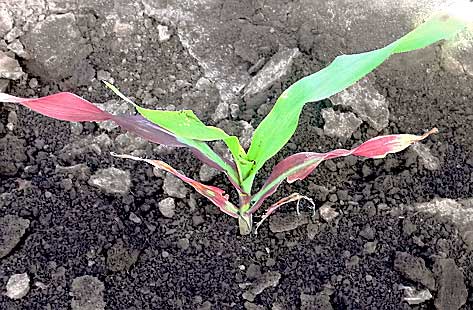 Растение с признаками фосфорного голодания
