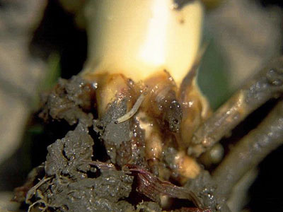 Личинка западного кукурузного корневого жука диабротики Diabrotica virgifera virgifera на корнях кукурузного растения.