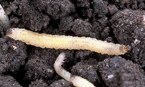 Личинки западного кукурузного корневого жука диабротики Diabrotica virgifera virgifera в почве