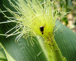Имаго западного кукурузного корневого жука диабротики Diabrotica virgifera на молодых пестичных нитях початка кукурузы