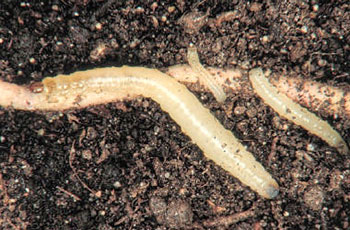 Личинки западного кукурузного корневого жука диабротики Diabrotica virgifera, питающиеся корнями кукурузы