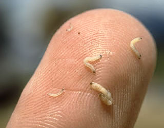 Вот так выглядят личинки западного кукурузного корневого жука диабротики Diabrotica virgifera virgifera