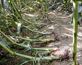 Полегание взрослых растений кукурузы, поврежденных личинками западного кукурузного корневого жука диабротики Diabrotica virgifera virgifera
