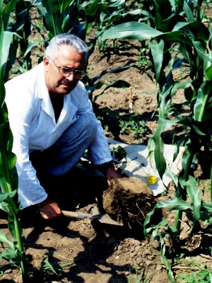 Д-р Ф. Бача проводит почвенные раскопки на поле кукурузы