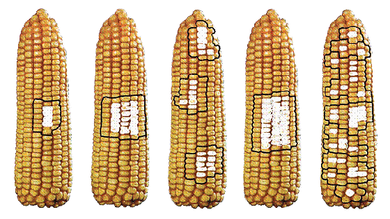 Шкала фузариозного поражения початков кукурузы