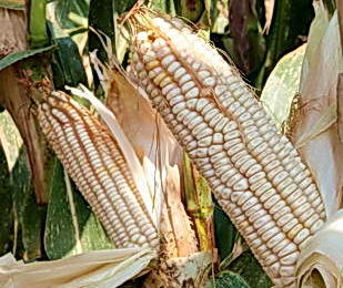 Белозерная пищевая кукуруза