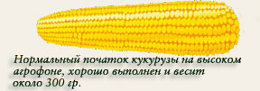 Нормальный початок кукурузы на высоком агрофоне, хорошо выполнен и весит около 300 граммов