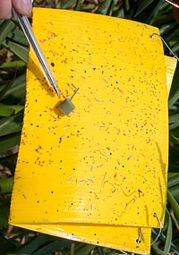 Стандартная феромонная ловушка, используемая для мониторинга численности западного кукурузного корневого жука диабротики Diabrotica virgifera virgifera на кукурузе