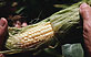 Белозерная кукуруза