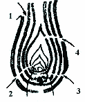 Схема проникновения личинок шведской мухи в стебель