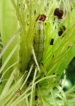 Гусеница хлопковой совки питается пестичными нитями початка, открывая «ворота» для проникновения спор пузырчатой головни.