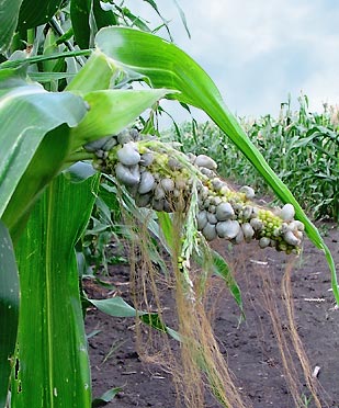Початок кукурузы, пораженный пузырчатой головней