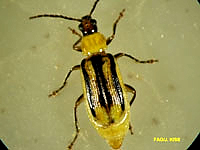 Самка западного кукурузного корневого жука Diabrotica virgifera virgifera